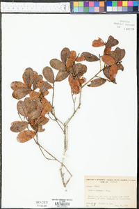 Quercus chapmanii image