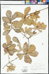 Quercus myrtifolia image