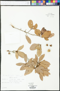 Quercus myrtifolia image