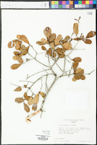 Quercus myrtifolia image