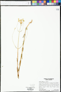 Sabatia difformis image