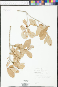 Quercus virginiana image