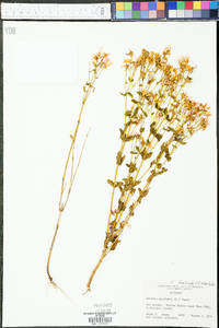 Sabatia brachiata image