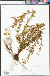 Hypericum cistifolium image