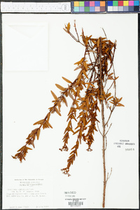 Hypericum cistifolium image