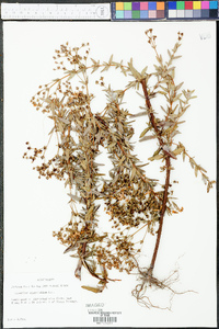 Hypericum cistifolium image