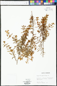 Hypericum cistifolium image