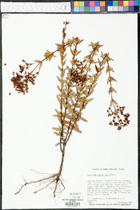 Hypericum cistifolium image