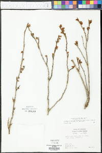 Hamamelis vernalis image