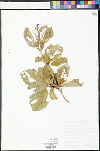 Hamamelis vernalis image