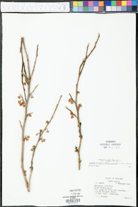 Hamamelis vernalis image