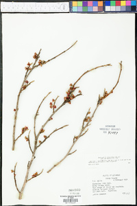 Hamamelis vernalis image