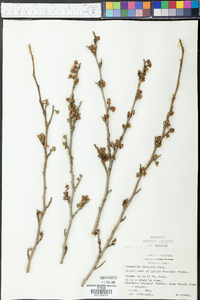 Hamamelis vernalis image