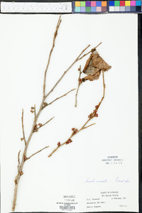 Hamamelis vernalis image