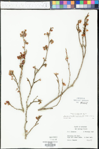 Hamamelis vernalis image