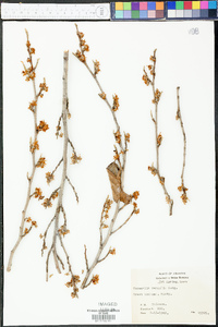 Hamamelis vernalis image