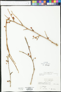 Hamamelis vernalis image