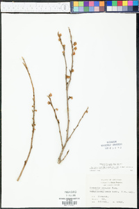 Hamamelis vernalis image