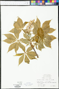 Aesculus glabra var. glabra image