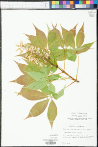 Aesculus glabra image