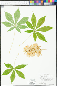 Aesculus glabra image