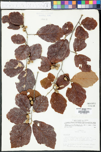 Hamamelis virginiana var. virginiana image