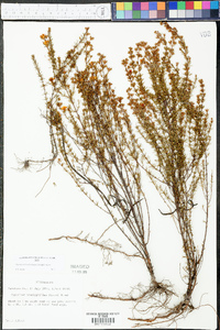 Hypericum brachyphyllum image