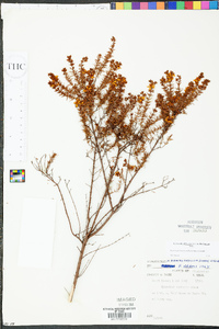 Hypericum brachyphyllum image