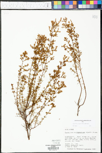 Hypericum brachyphyllum image