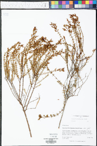 Hypericum brachyphyllum image