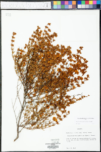 Hypericum brachyphyllum image