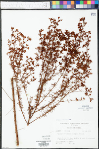 Hypericum brachyphyllum image