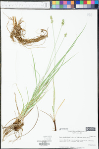 Carex muehlenbergii var. enervis image