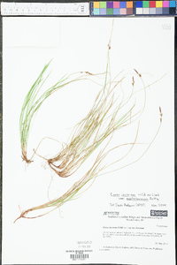 Carex lucorum image