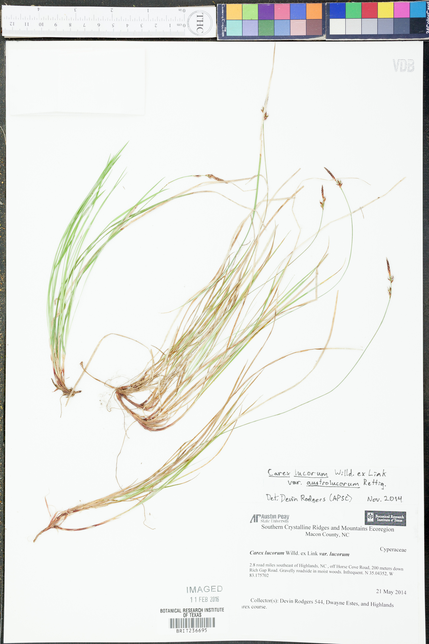 Carex lucorum image