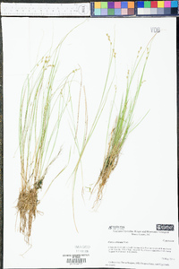 Carex echinata image