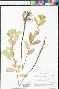 Triadenum walteri image