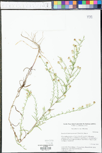 Symphyotrichum racemosum image