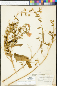 Kosteletzkya pentacarpos image
