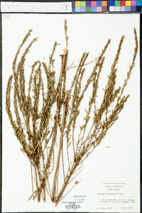 Lythrum lanceolatum image