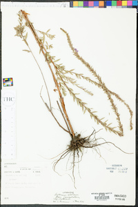 Lythrum alatum var. lanceolatum image