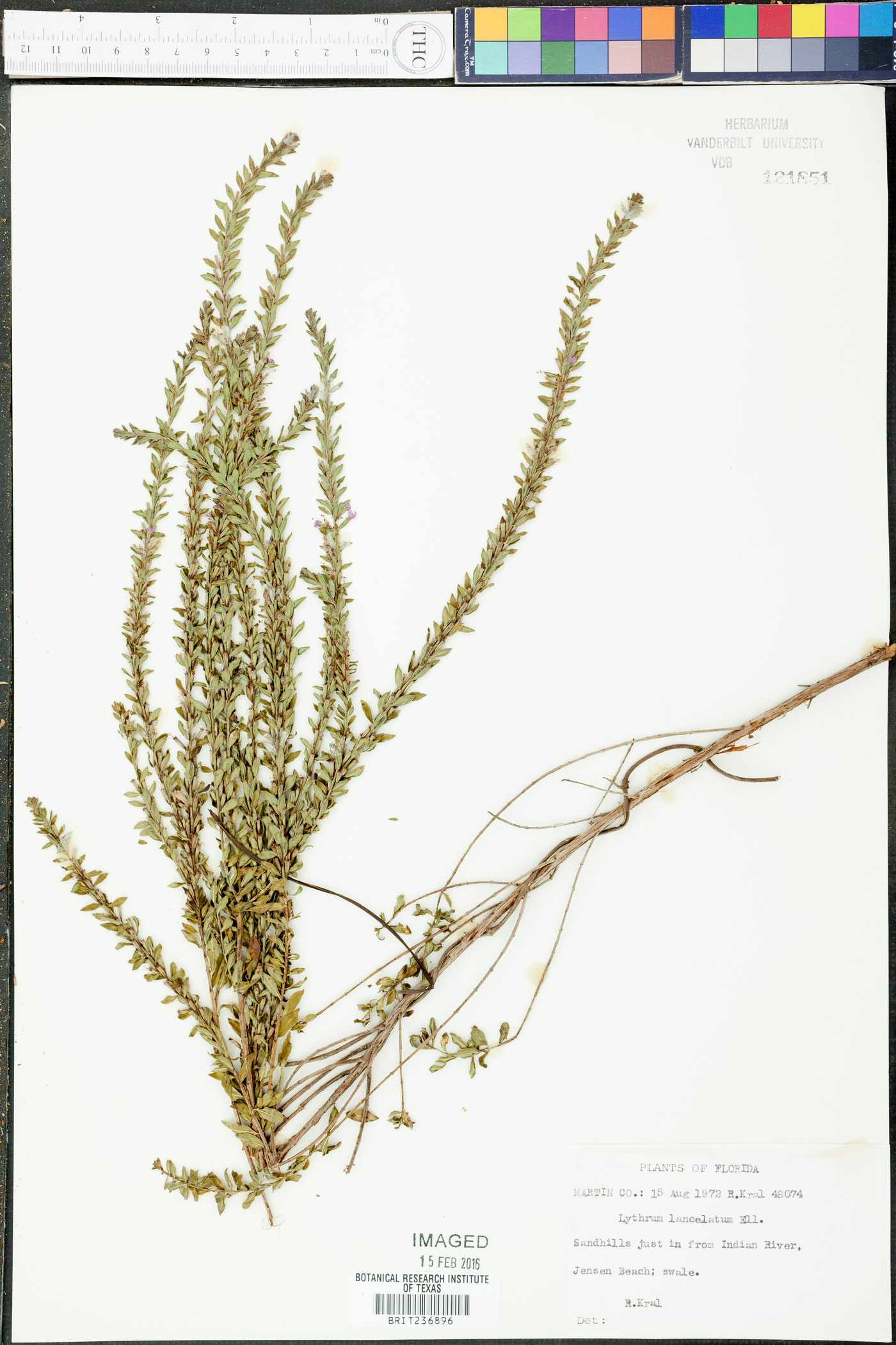 Lythrum lanceolatum image