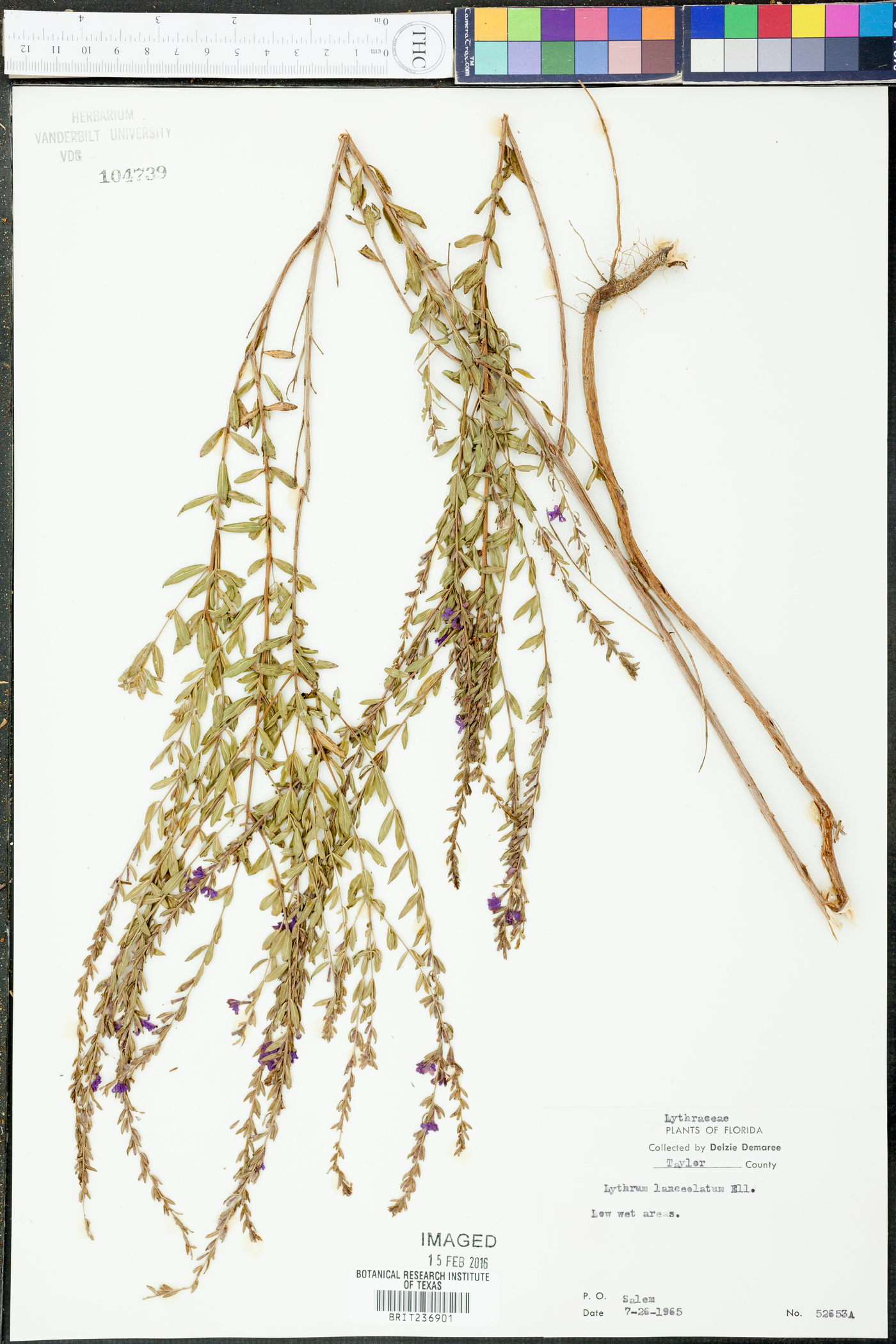 Lythrum lanceolatum image