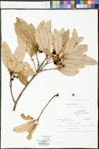 Persea palustris image