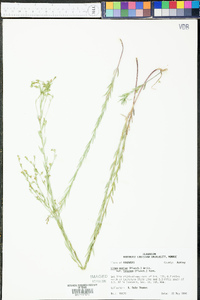 Linum medium image