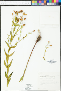 Rhexia alifanus image