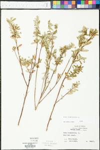 Sida rhombifolia image