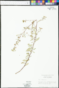 Sida rhombifolia image