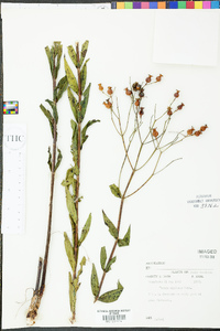 Rhexia alifanus image