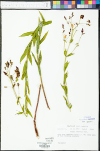 Rhexia alifanus image